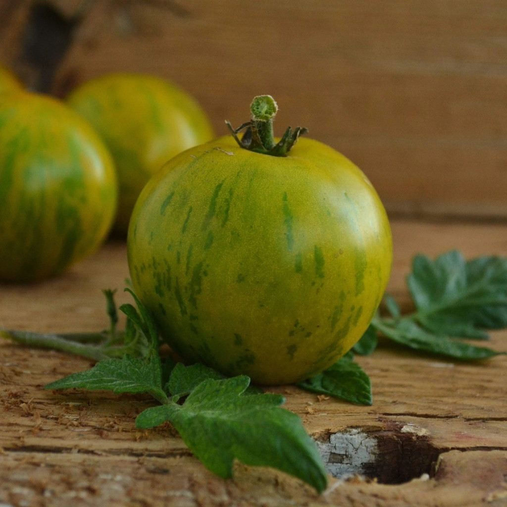Tomato seeds 3242 AL - Albo Green - 10