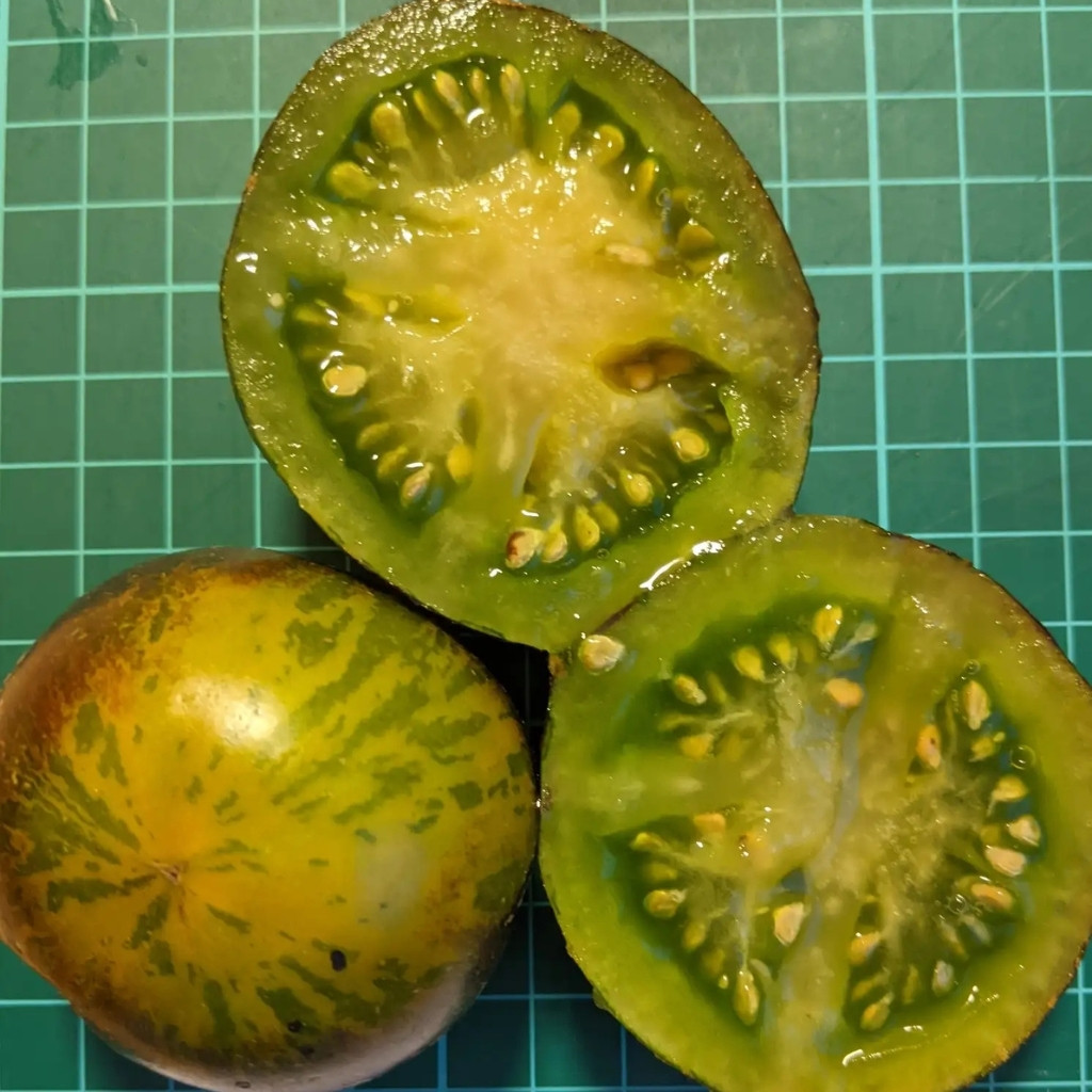 Tomato seeds 3242 AL - Albo Green - 10