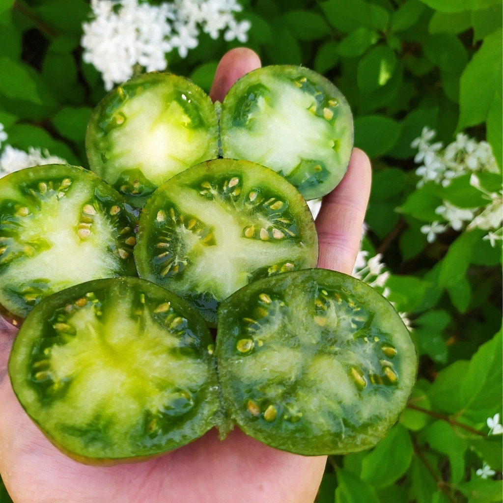 Tomato seeds 3242 AL - Albo Green - 10