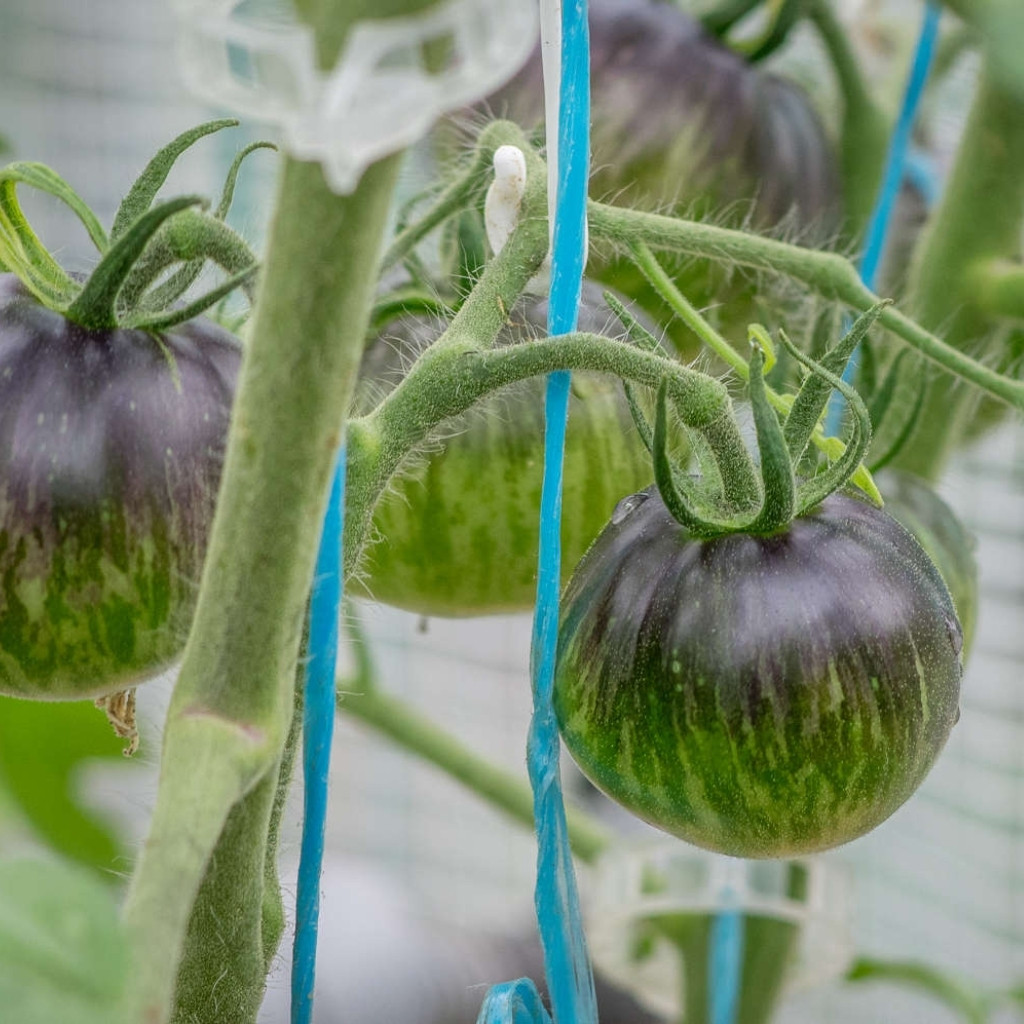 Tomato seeds 3242 AL - Albo Green - 10