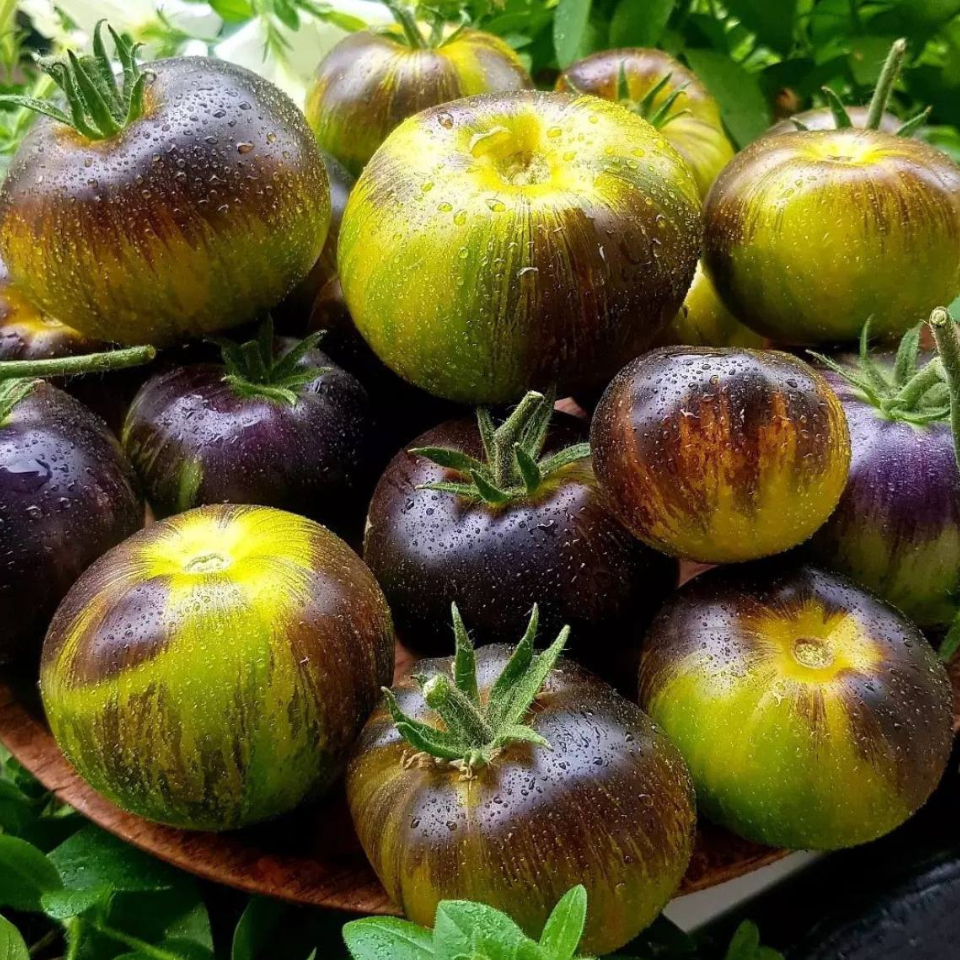 Tomato seeds 3242 AL - Albo Green - 10