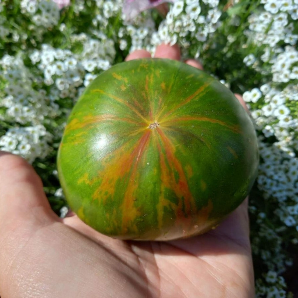 Tomato seeds Kozula 25 - 10