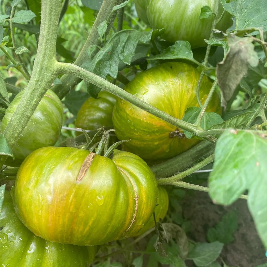 Tomato seeds Kozula 25 - 10
