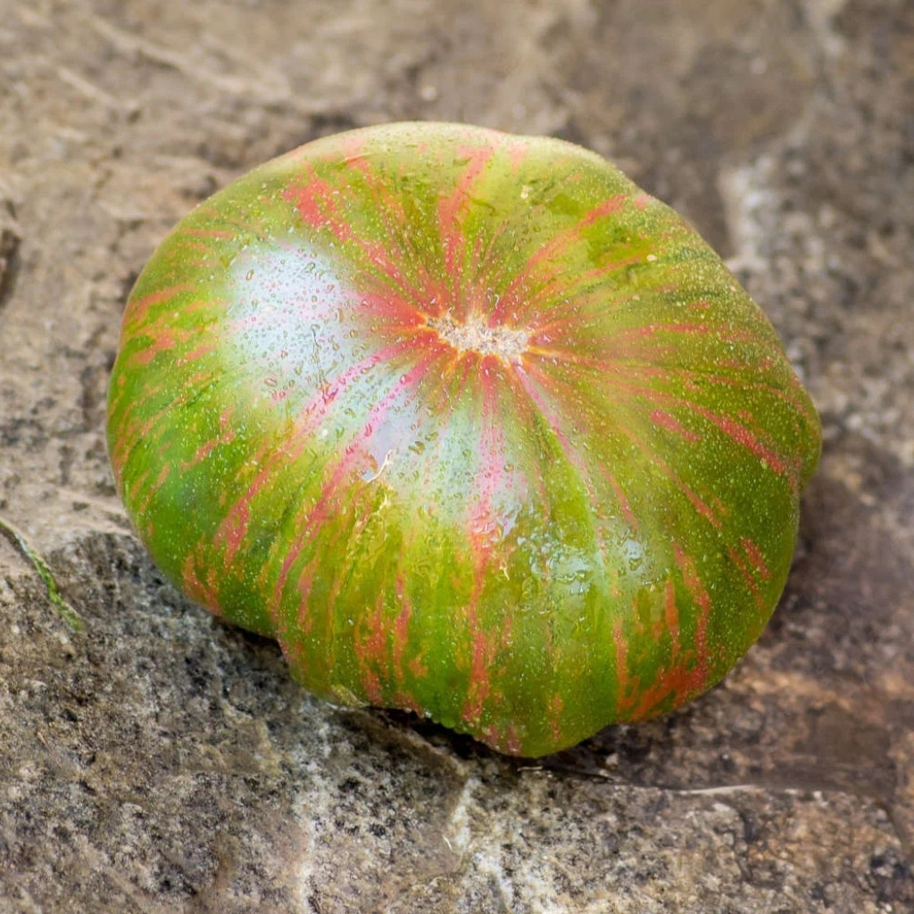 Tomato seeds Kozula 25 - 10