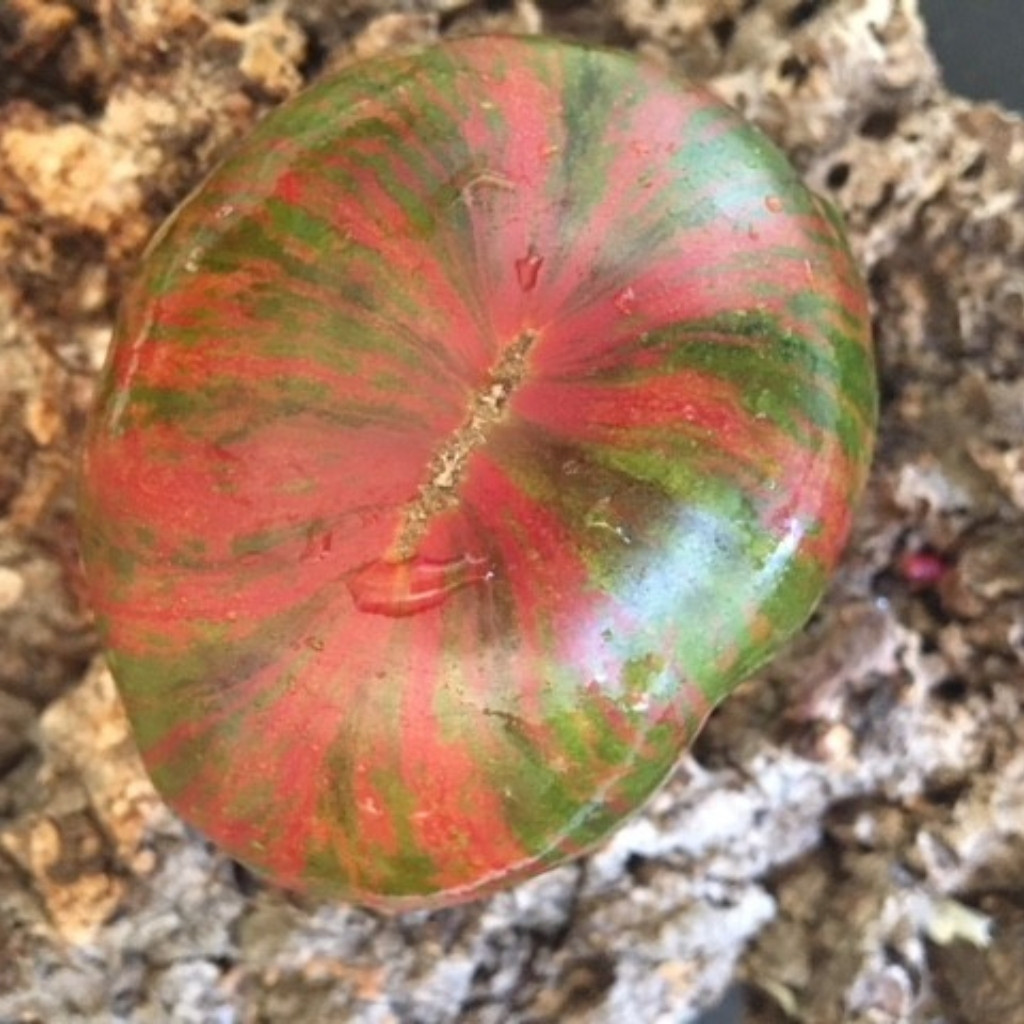 Tomato seeds Kozula 25 - 10
