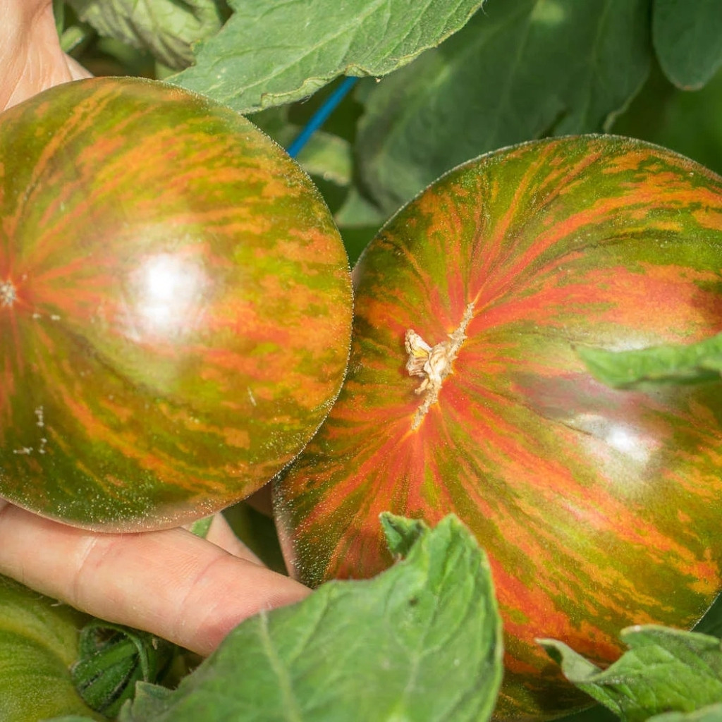 Tomato seeds Kozula 25 - 10