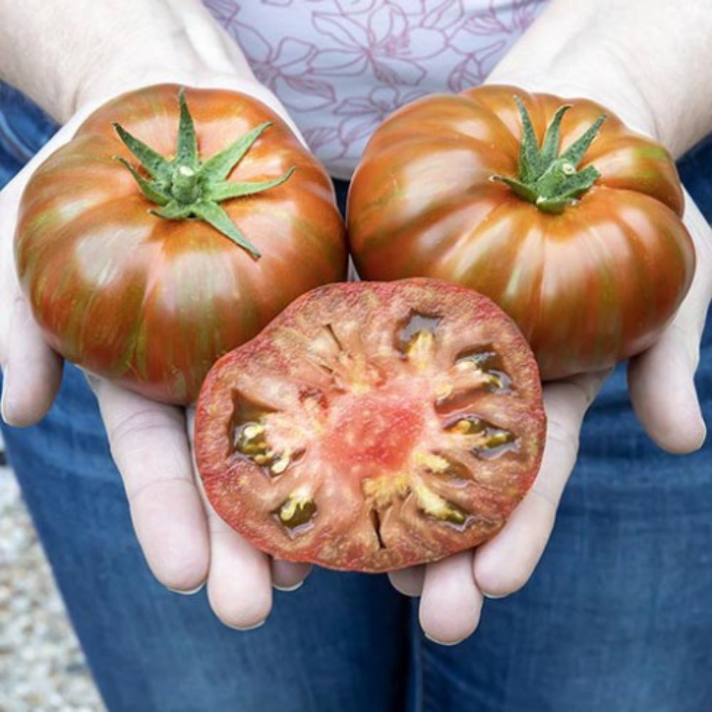 Tomato seeds Siegel's dark stripes - 10