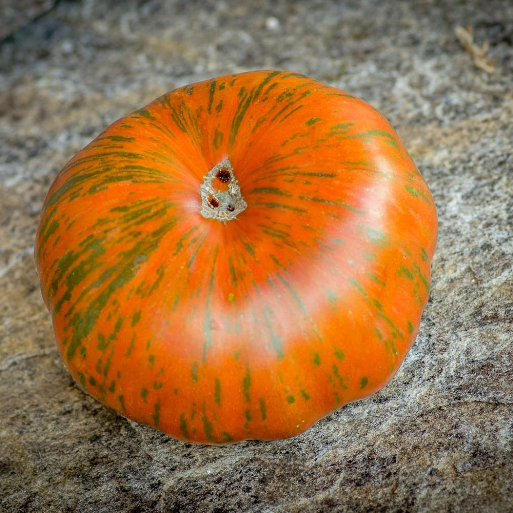 Tomato seeds Siegel's dark stripes - 10