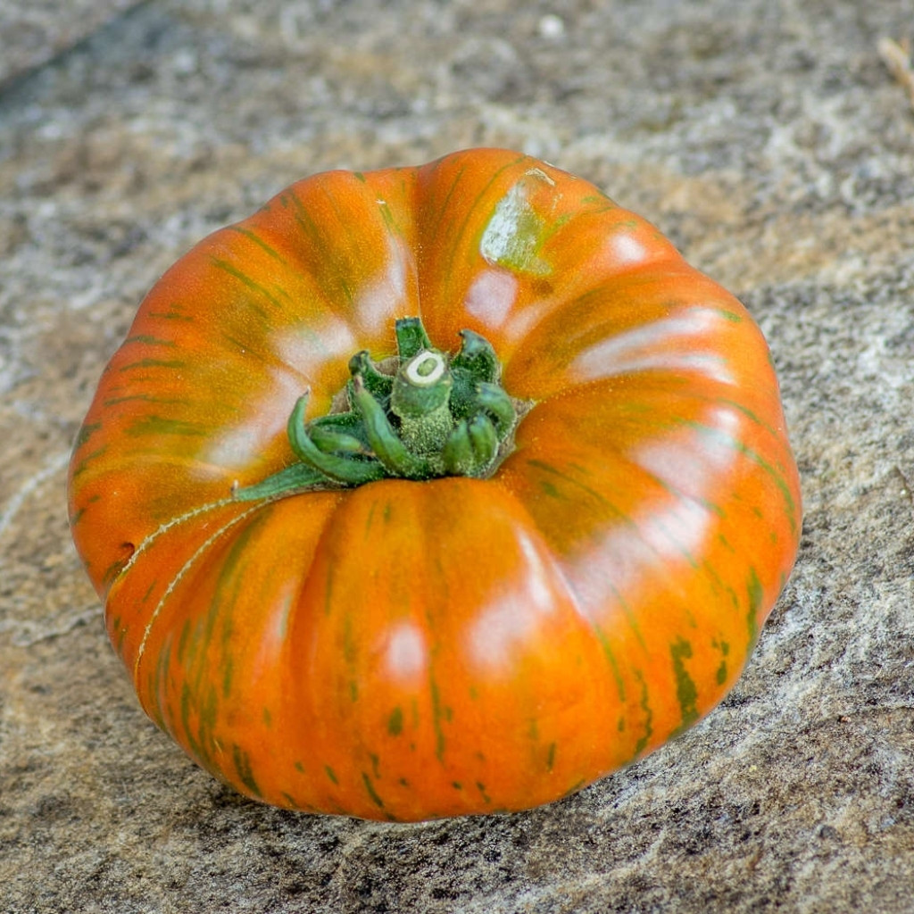 Tomato seeds Siegel's dark stripes - 10