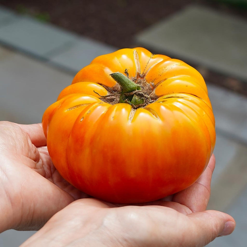 Tomato seeds Golden Pineapple - 10