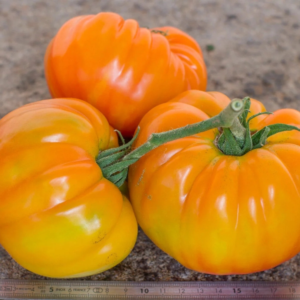 Tomato seeds Golden Pineapple - 10