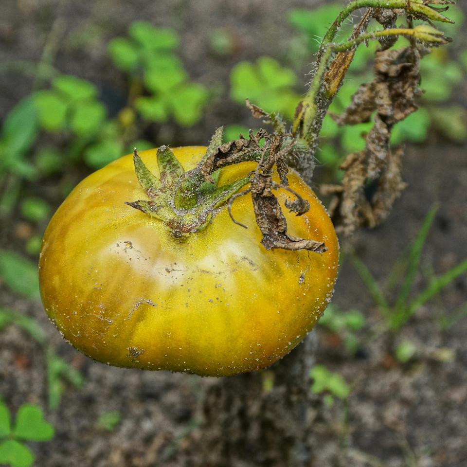 Tomato seeds Golden Pineapple - 10
