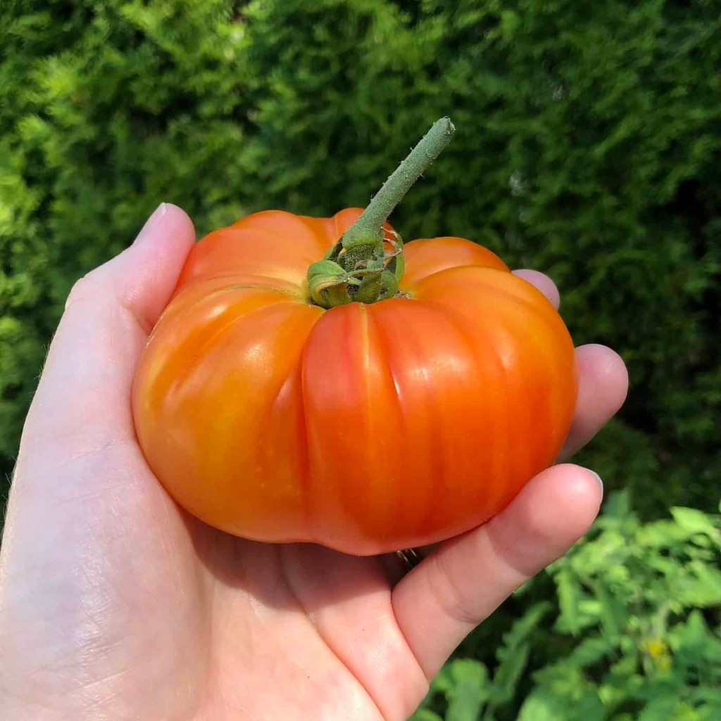 Tomato seeds Golden Pineapple - 10