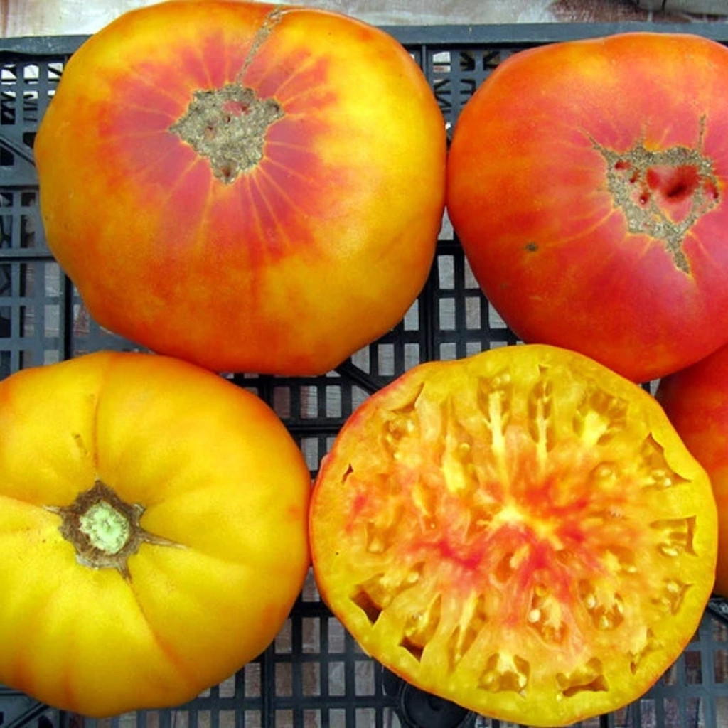 Tomato seeds Golden Pineapple - 10