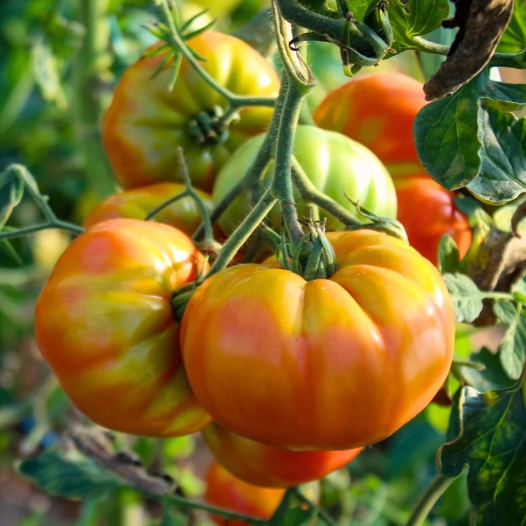 Tomato seeds Golden Pineapple - 10