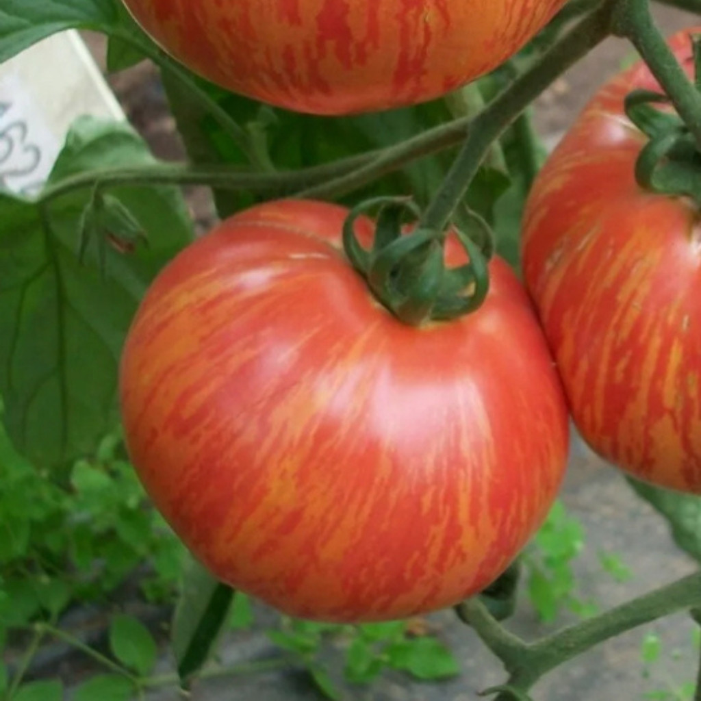 Tomato seeds Chameleon - 10