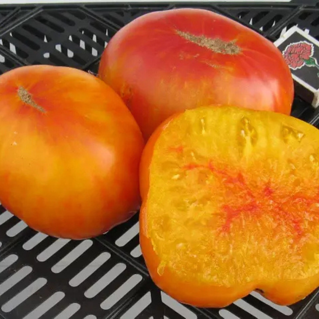 Tomato seeds Chameleon - 10