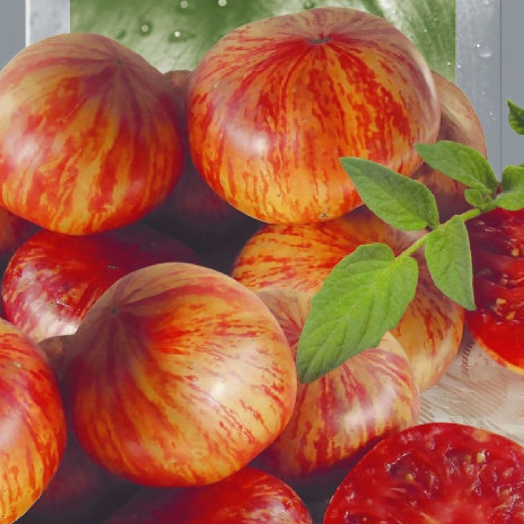 Tomato seeds Chameleon - 10