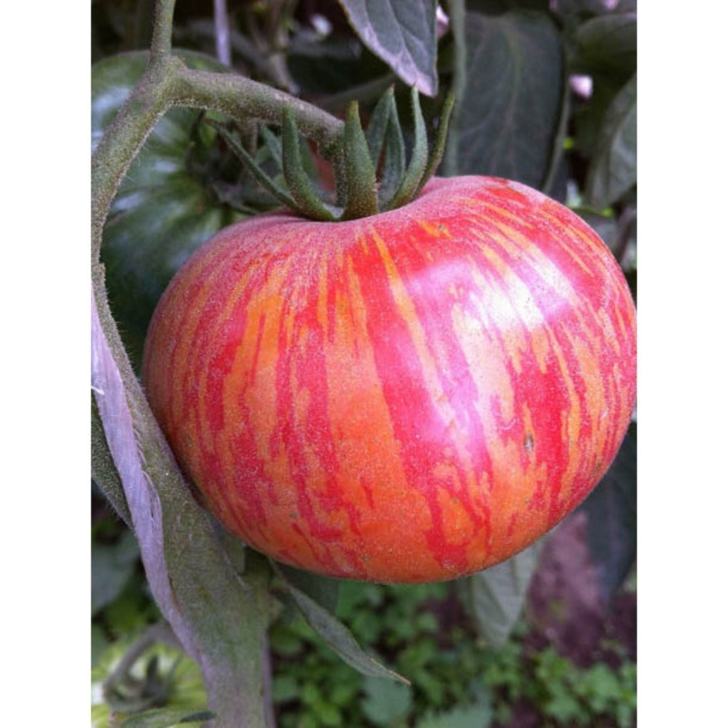 Tomato seeds Chameleon - 10