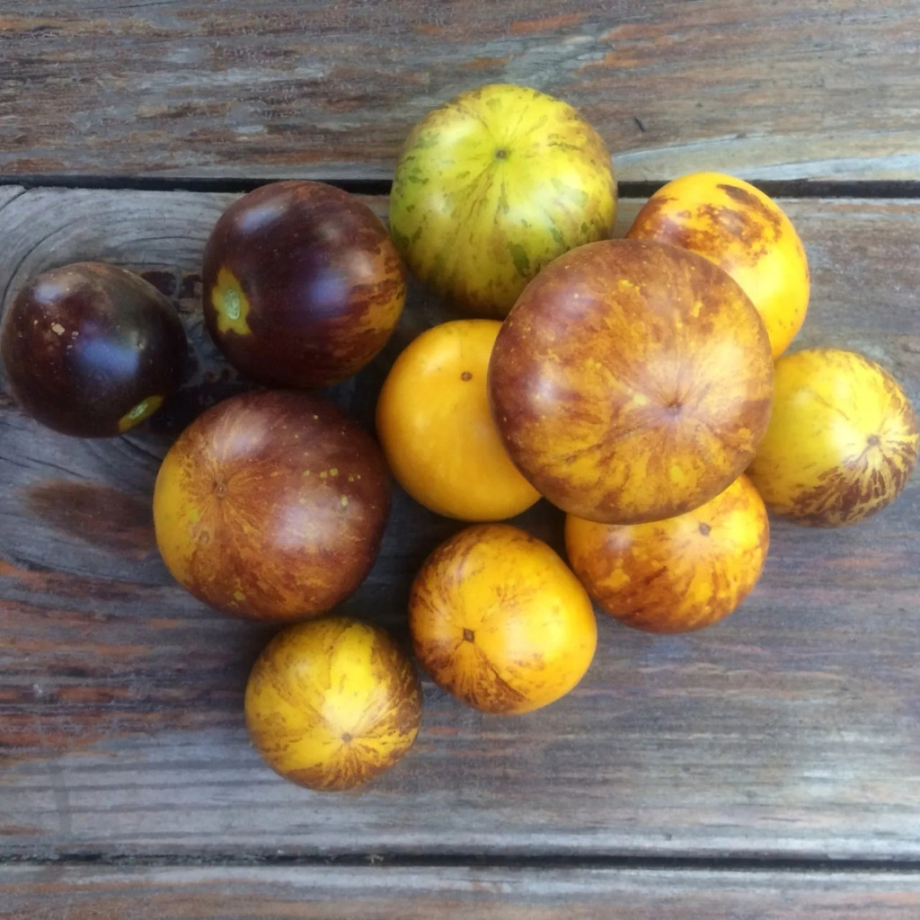 Tomato seeds Ussuri Tiger - 10