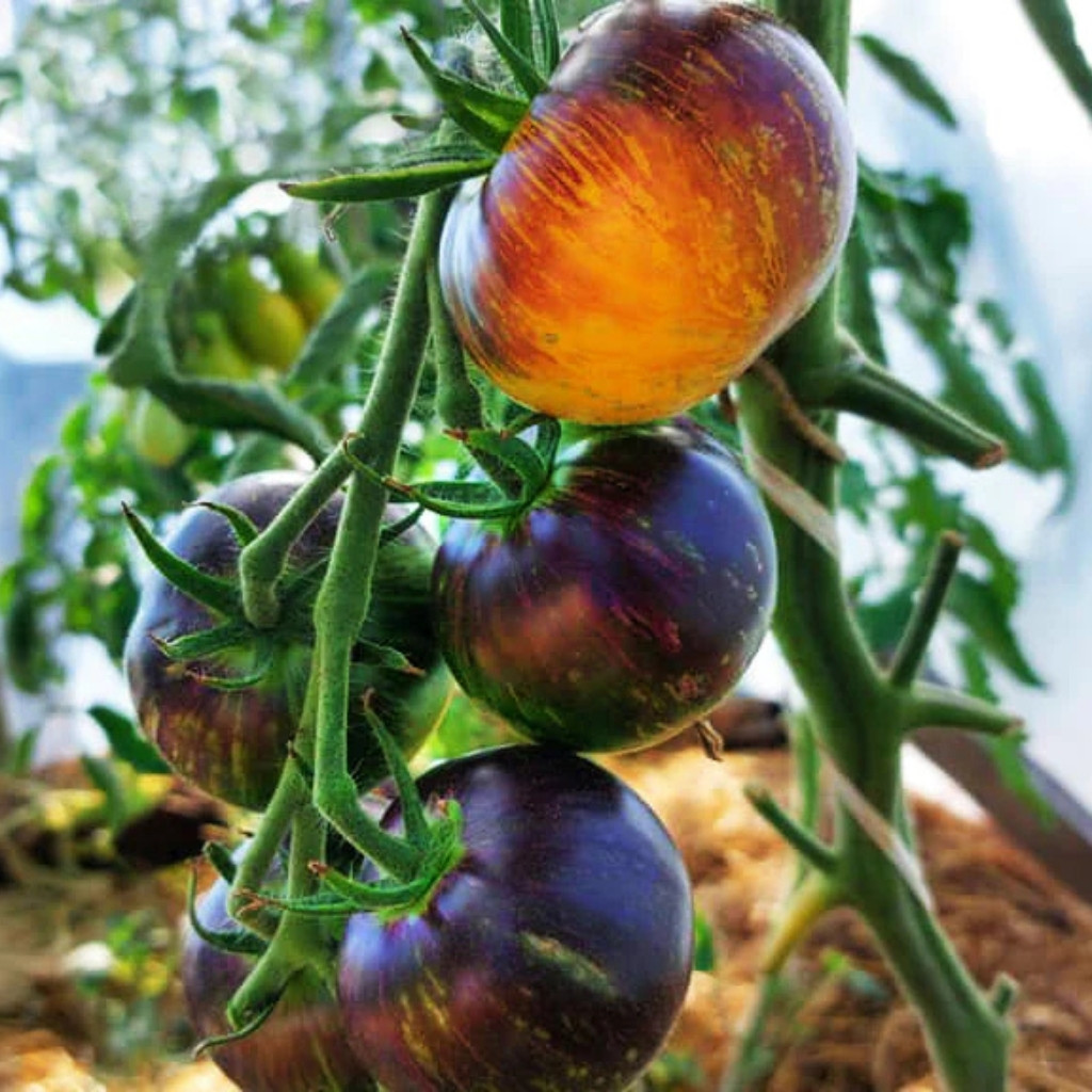 Tomato seeds Ussuri Tiger - 10