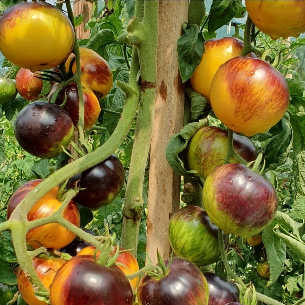 Tomato seeds Ussuri Tiger - 10