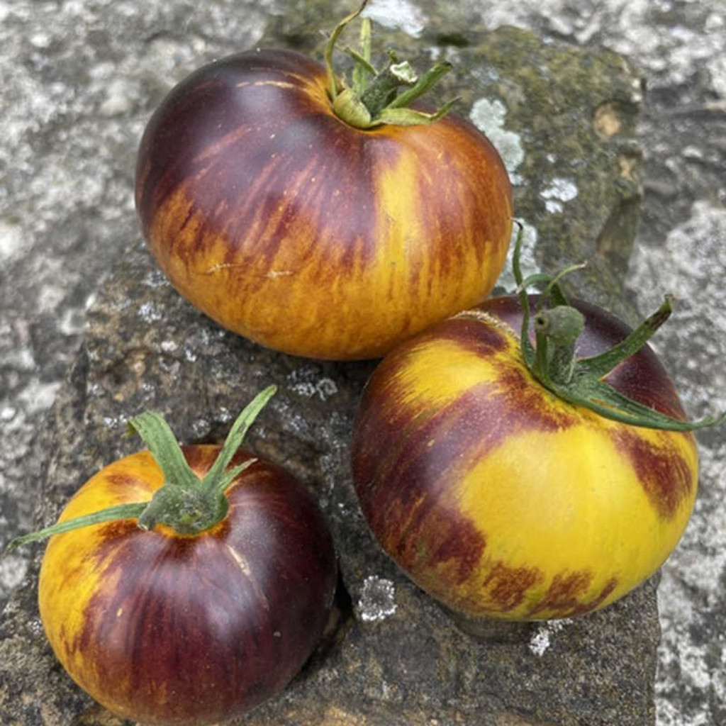 Tomato seeds Ussuri Tiger - 10