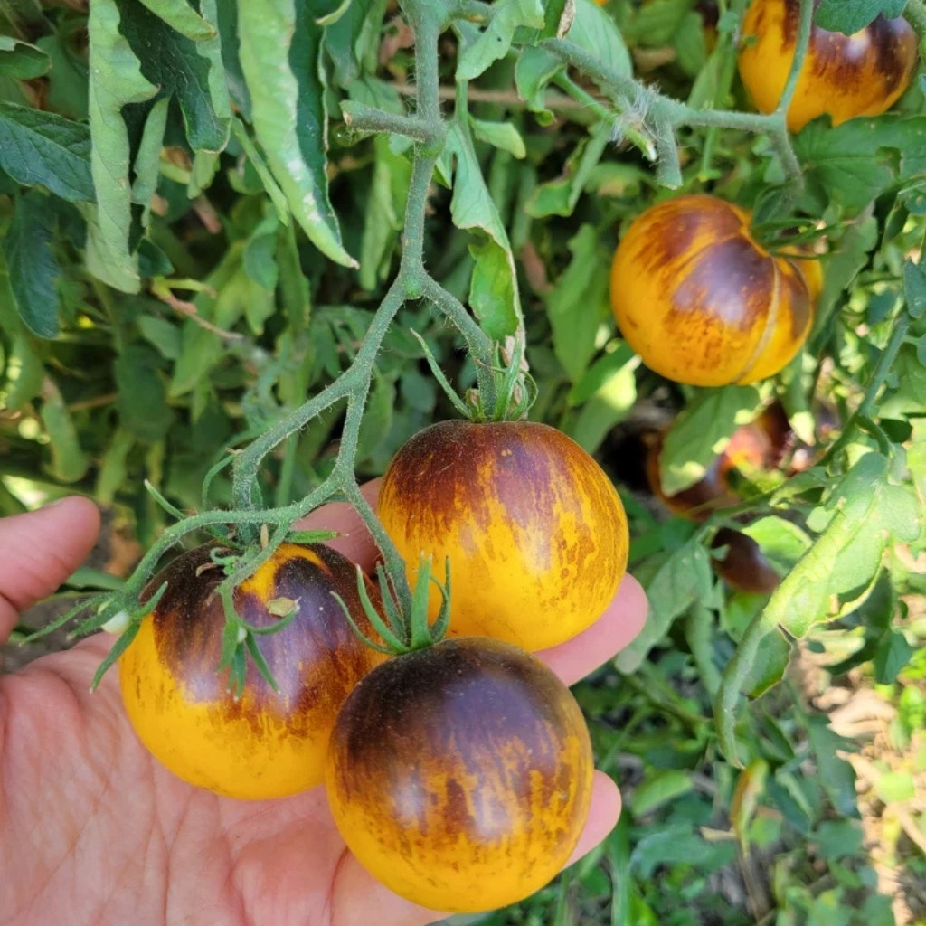Tomato seeds Ussuri Tiger - 10
