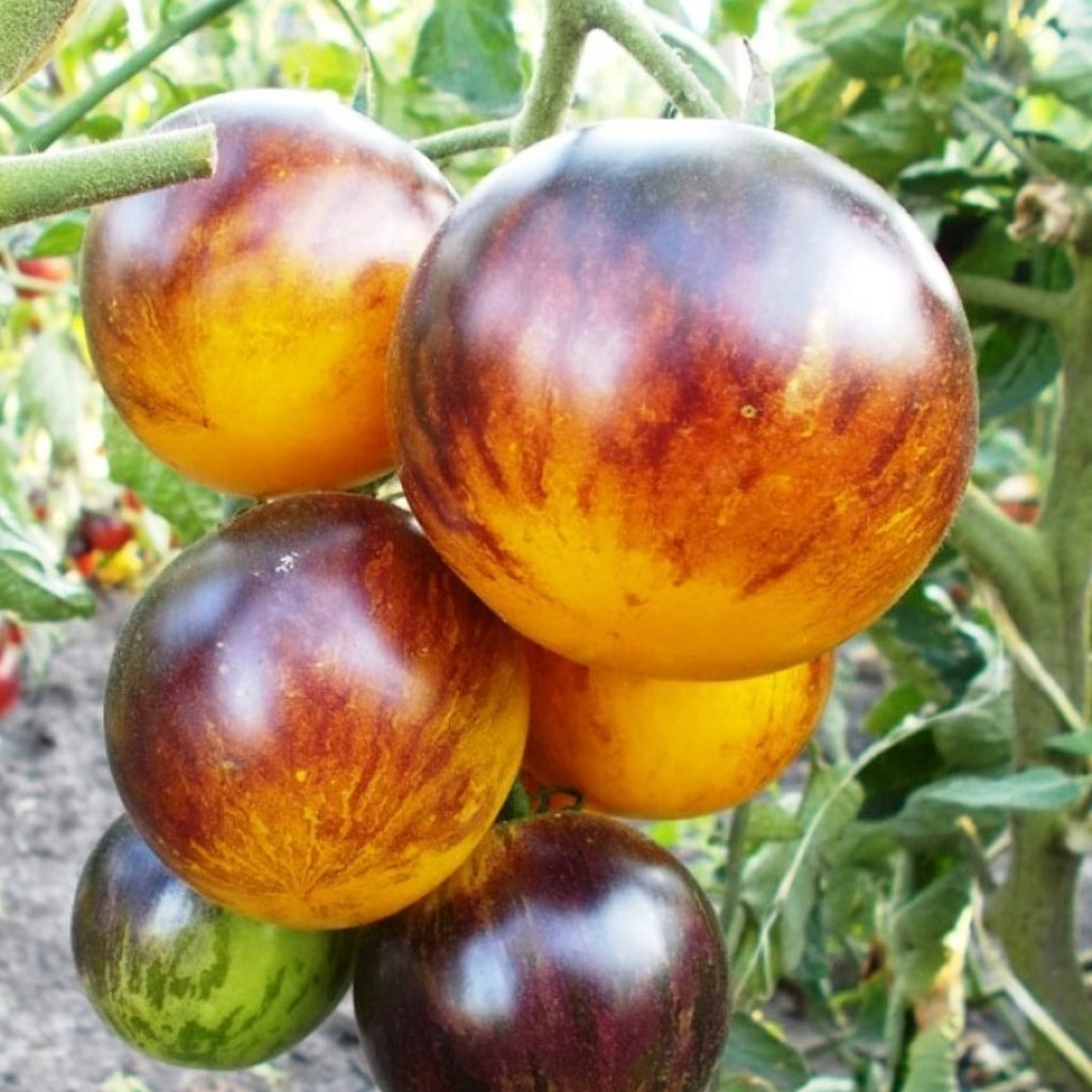 Tomato seeds Ussuri Tiger - 10