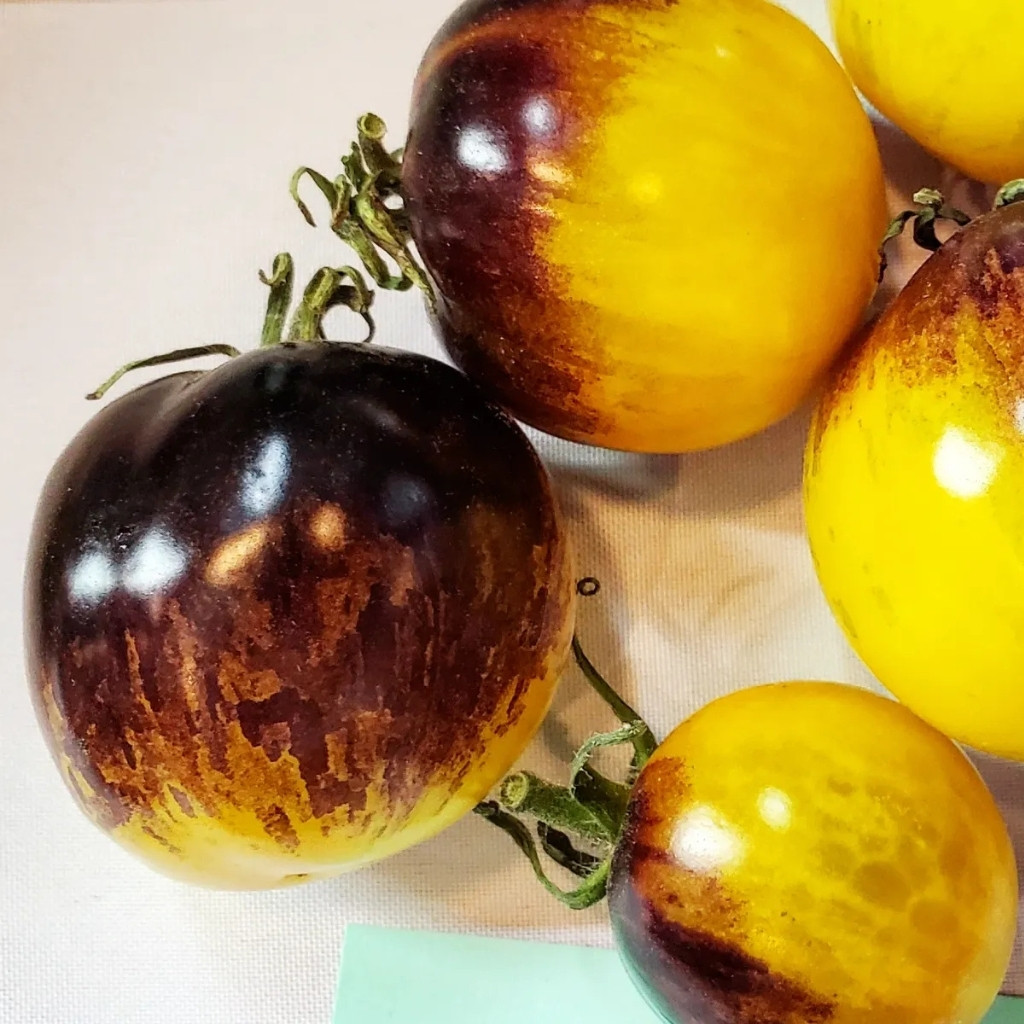 Tomato seeds Ussuri Tiger - 10