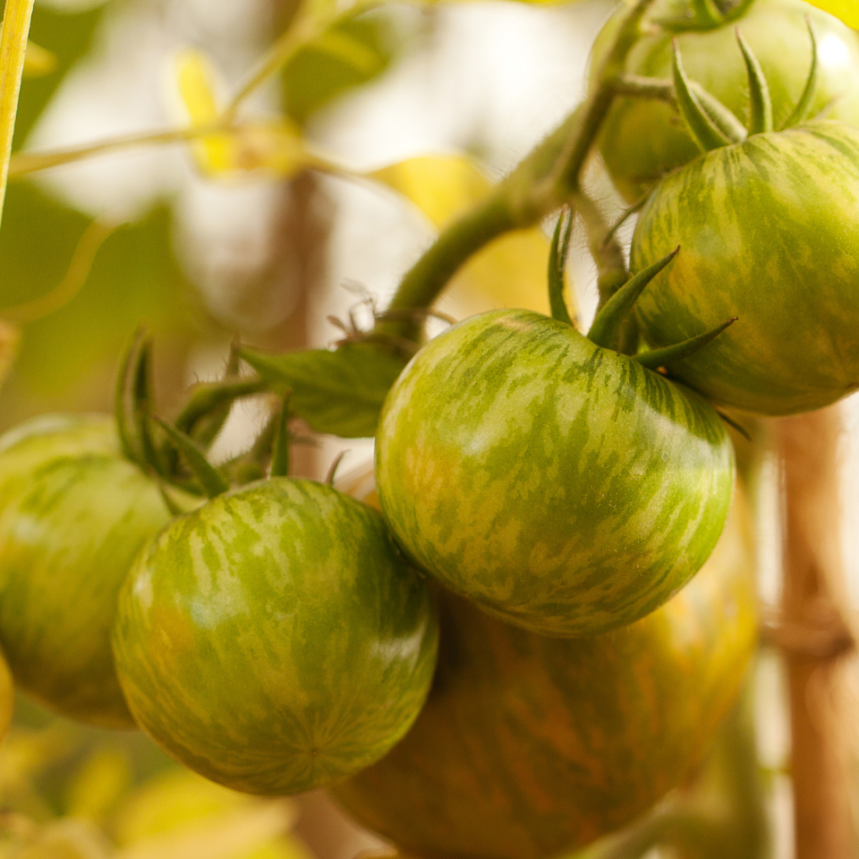 Tomato seeds Ussuri Tiger - 10