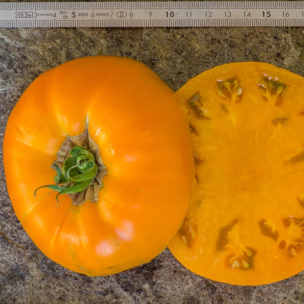 Tomato seeds Aunt Gertie’s Gold - 10