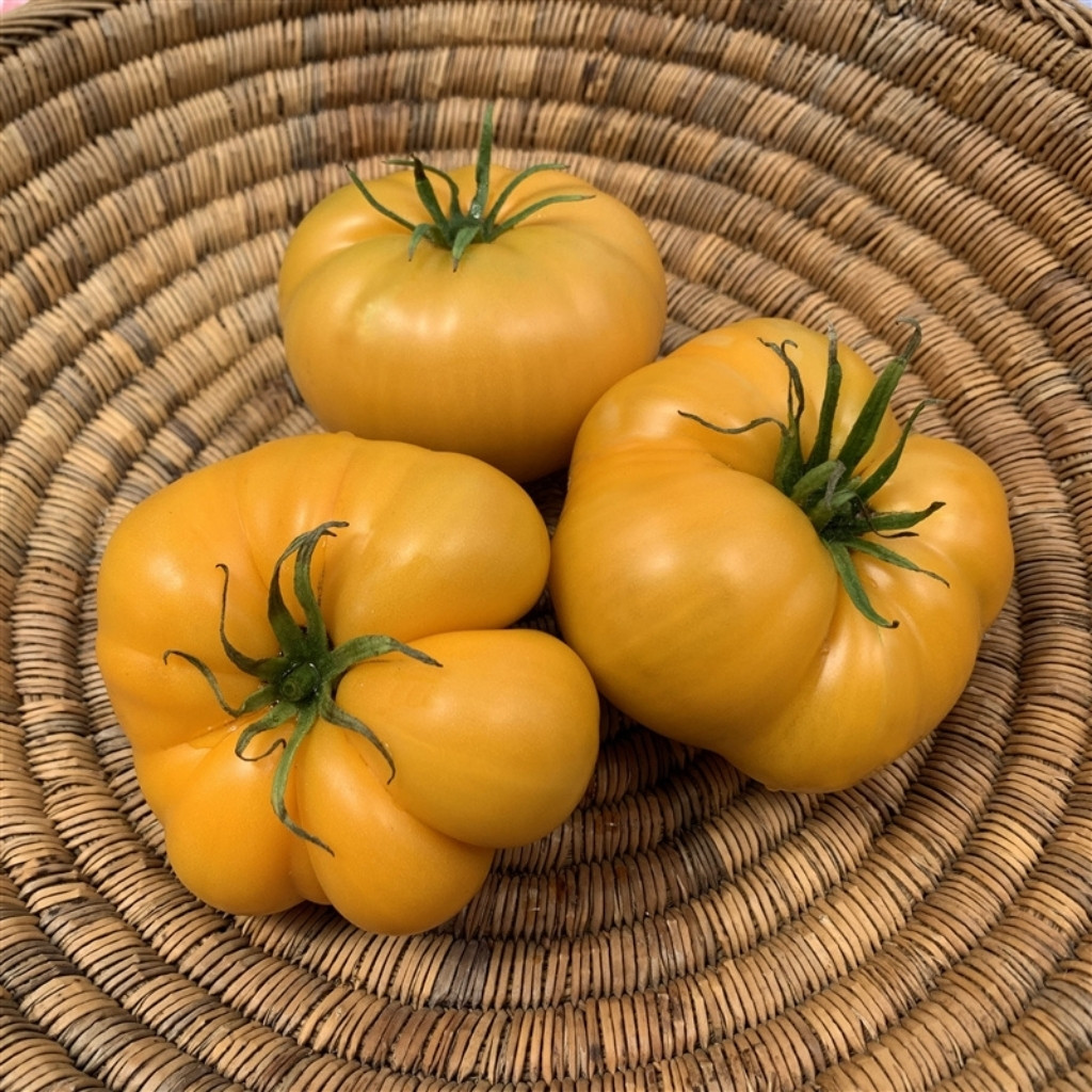 Tomato seeds Aunt Gertie’s Gold - 10