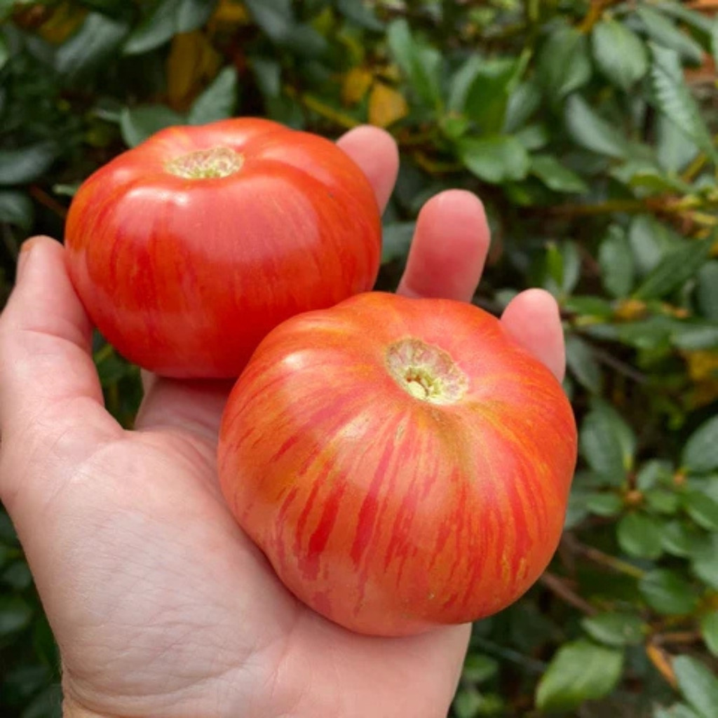 Tomato seeds Hippie Zebra - 10