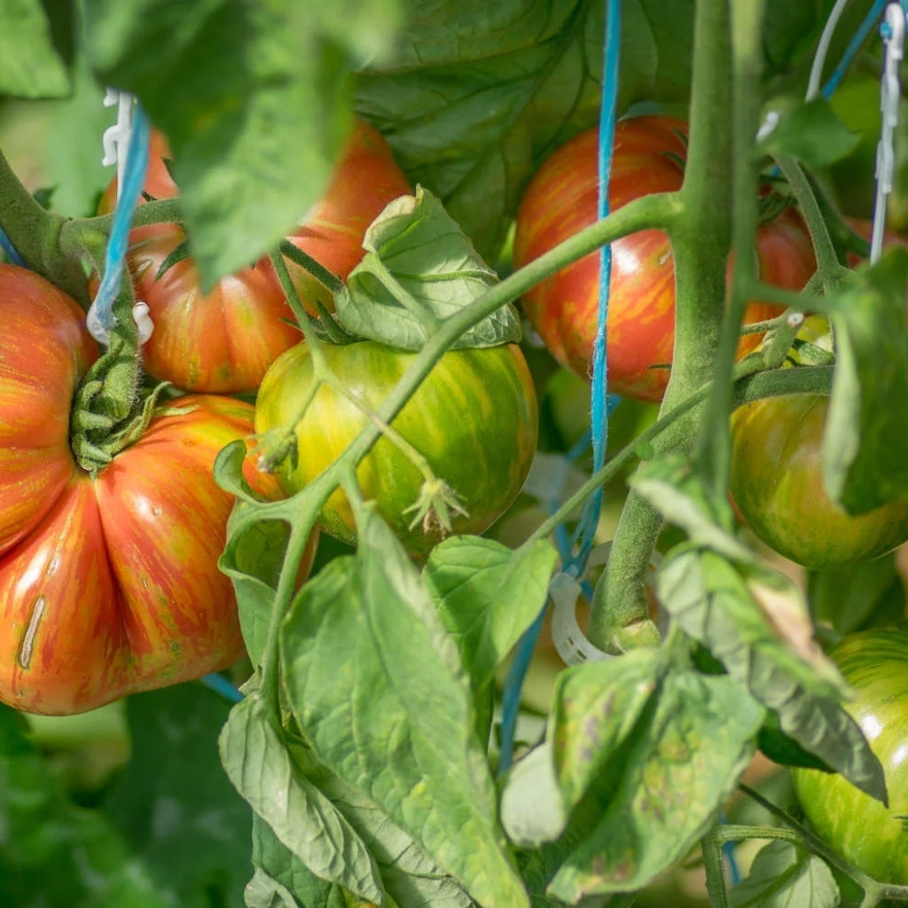 Tomato seeds Hippie Zebra - 10