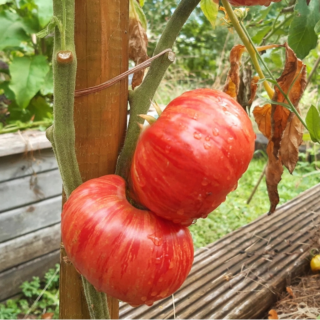 Tomato seeds Hippie Zebra - 10