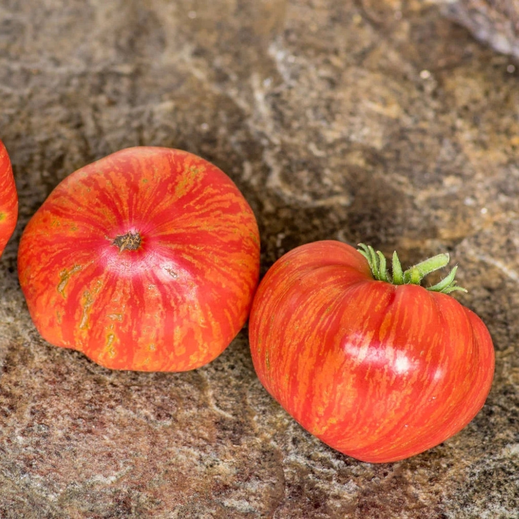 Tomato seeds Hippie Zebra - 10