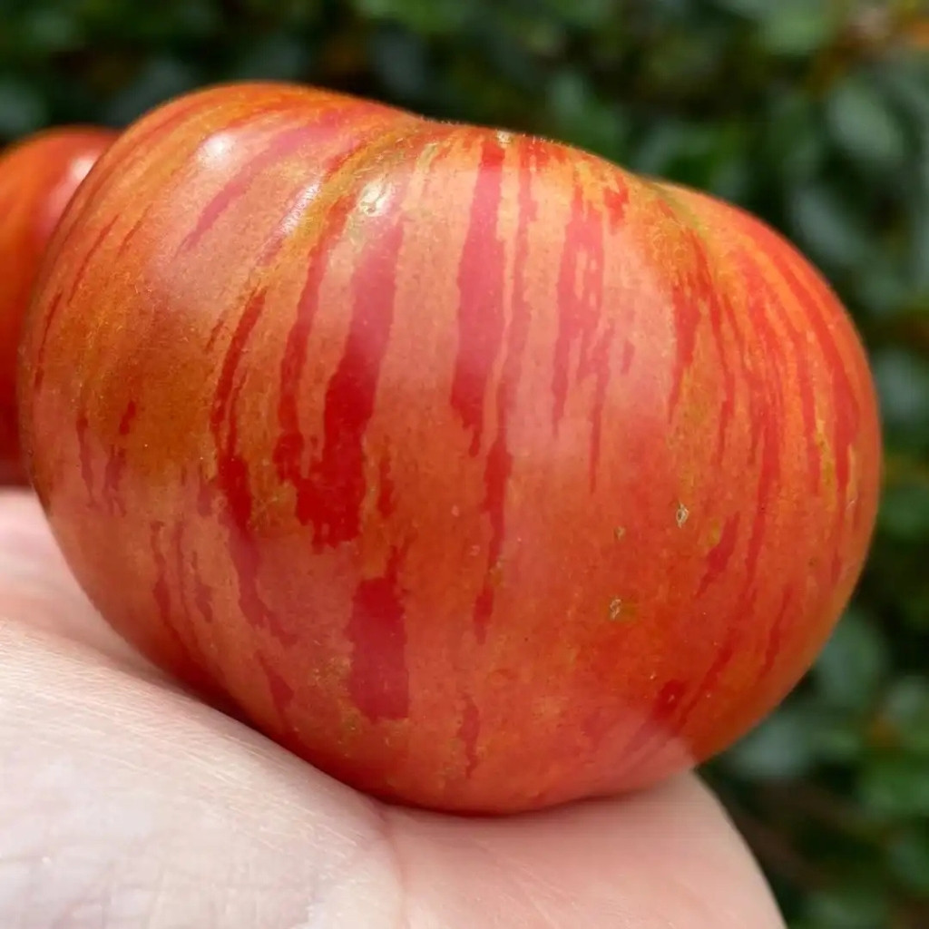 Tomato seeds Hippie Zebra - 10