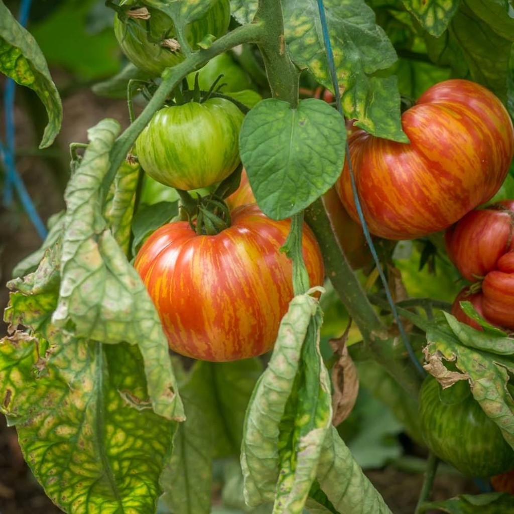 Tomato seeds Hippie Zebra - 10