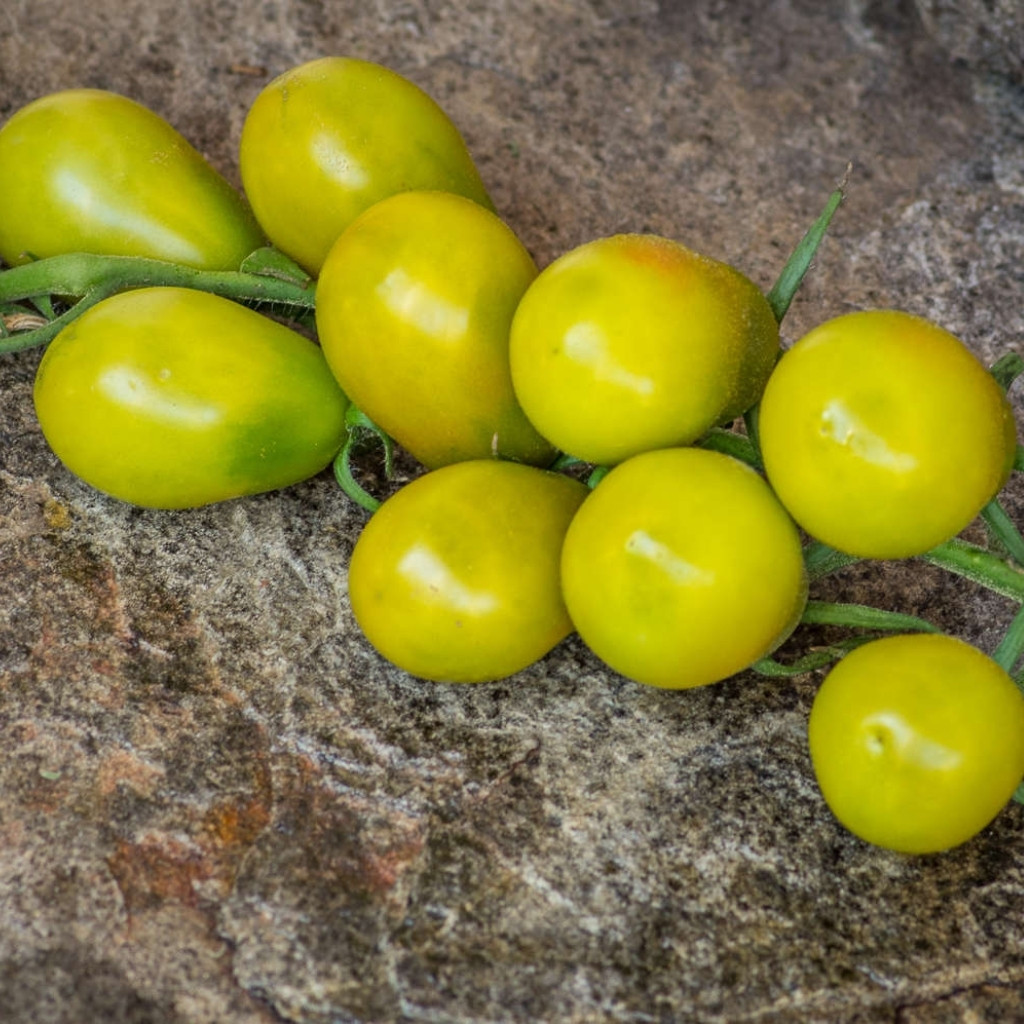 Tomato seeds Green Pear - 10