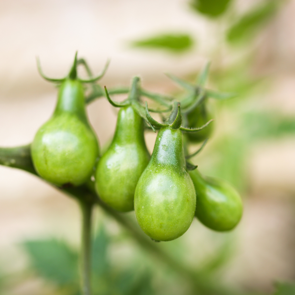 Tomato seeds Green Pear - 10