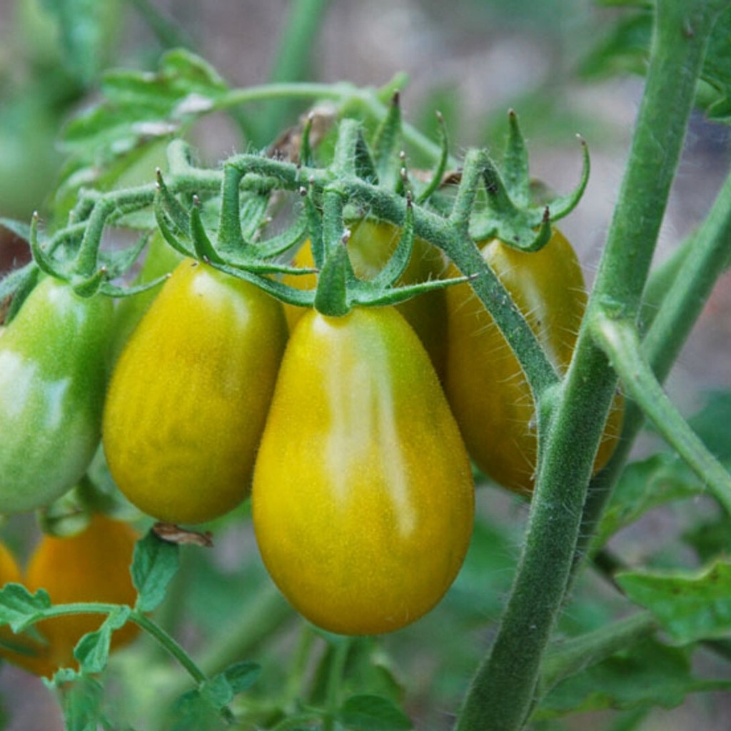 Tomato seeds Green Pear - 10