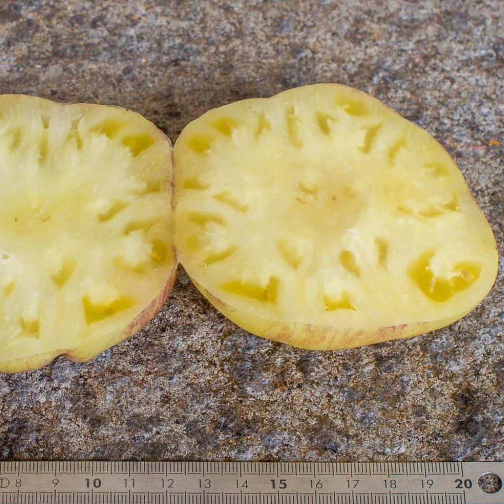 Tomato seeds Great White + P20 (Great White Blue) - 10