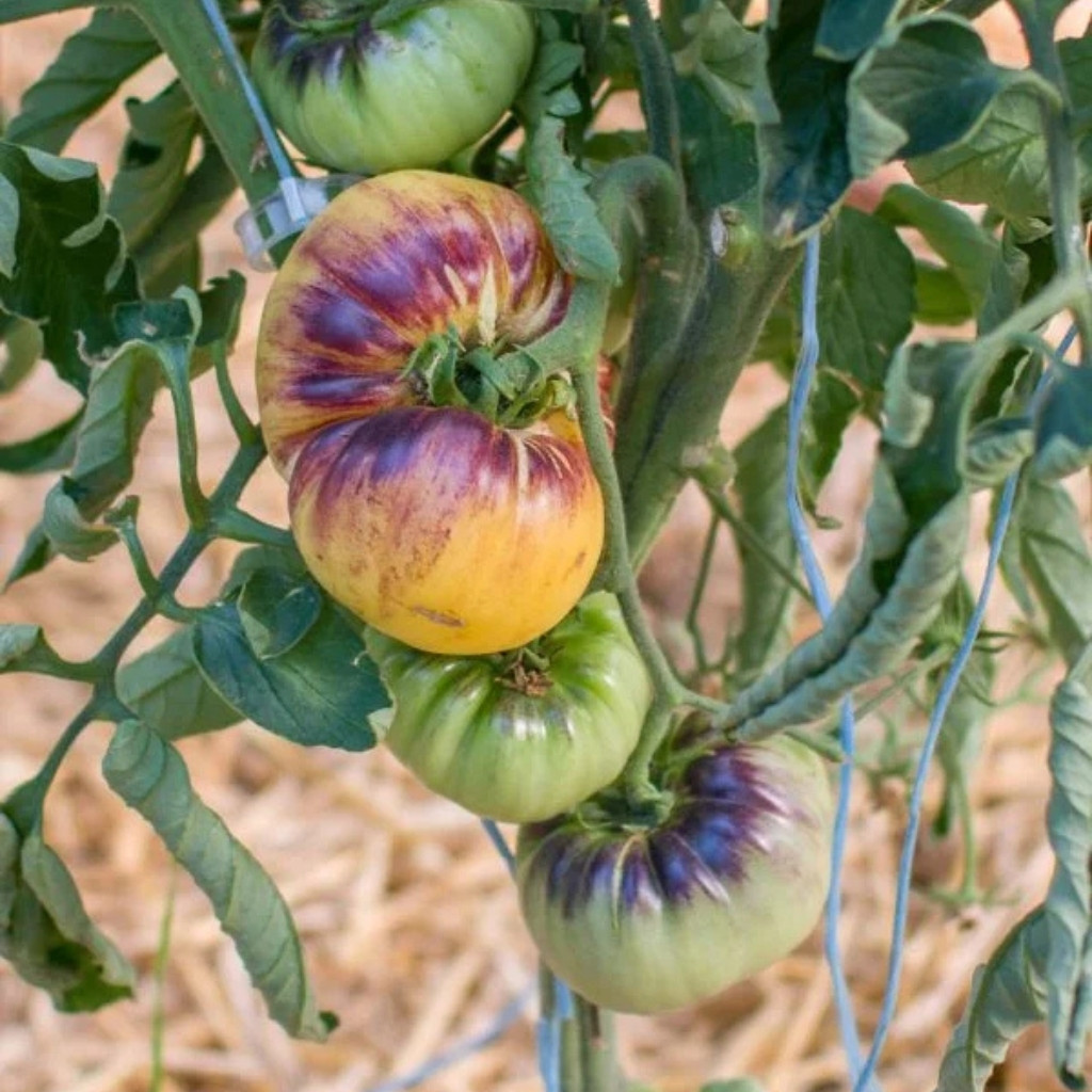 Tomato seeds Great White + P20 (Great White Blue) - 10