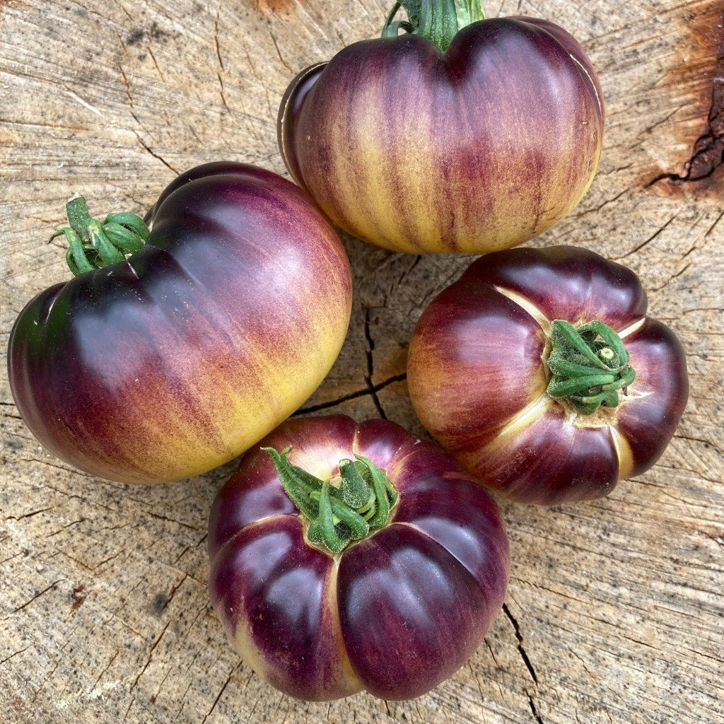 Tomato seeds Great White + P20 (Great White Blue) - 10