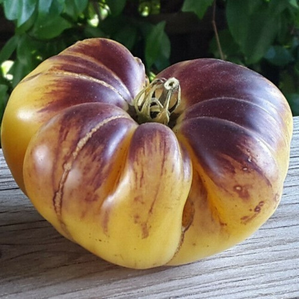 Tomato seeds Great White + P20 (Great White Blue) - 10