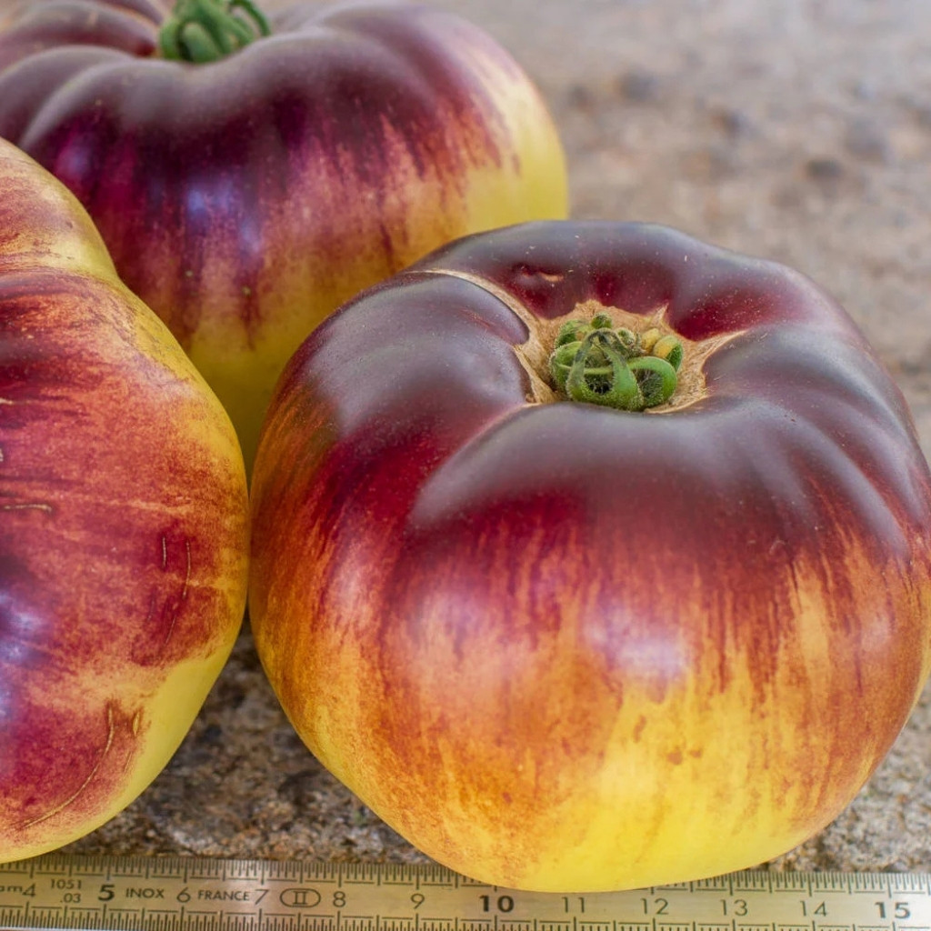 Tomato seeds Great White + P20 (Great White Blue) - 10