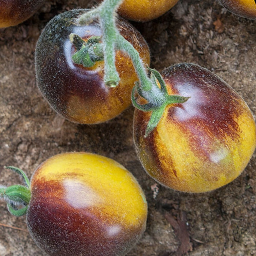 Tomato seeds Woolly Kate, shaggy Kate - 10