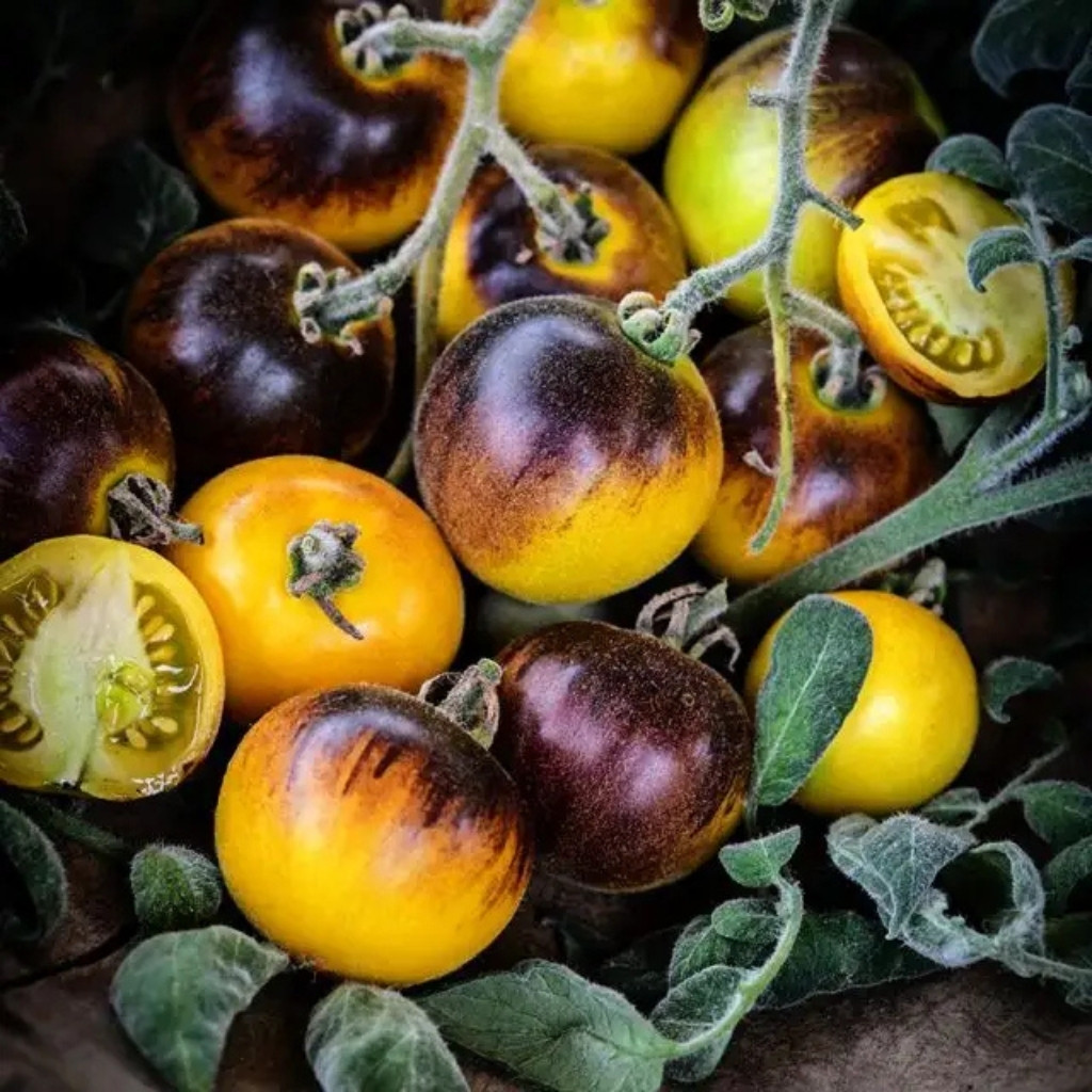 Tomato seeds Woolly Kate, shaggy Kate - 10