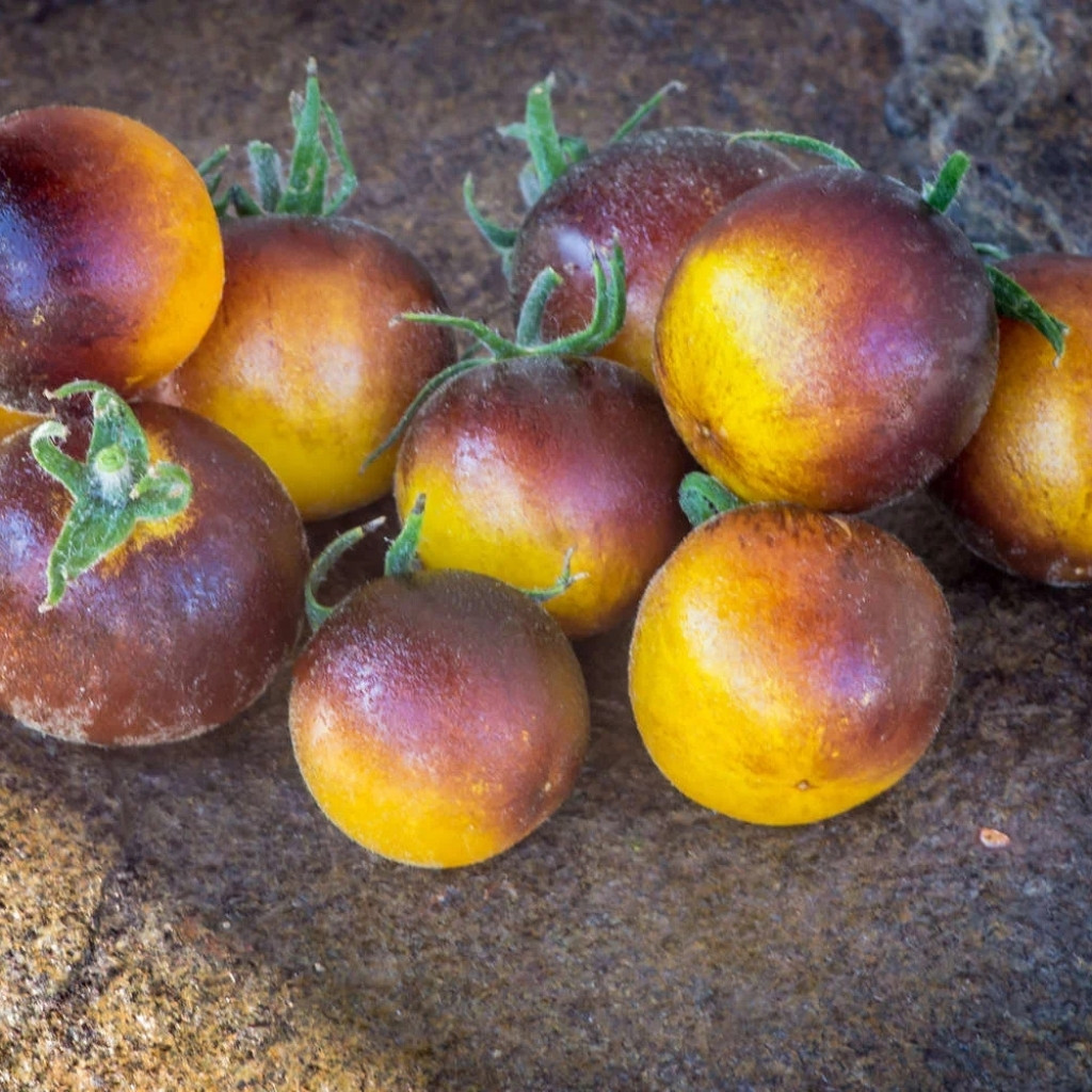 Tomato seeds Woolly Kate, shaggy Kate - 10